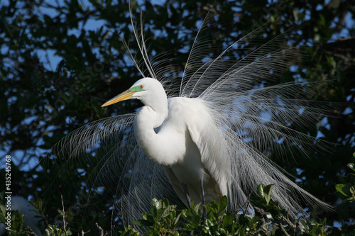 Great Egret - Ardea alba - in full mating display and plumage in oak tree in Saint Augustine  Florida during mating season.