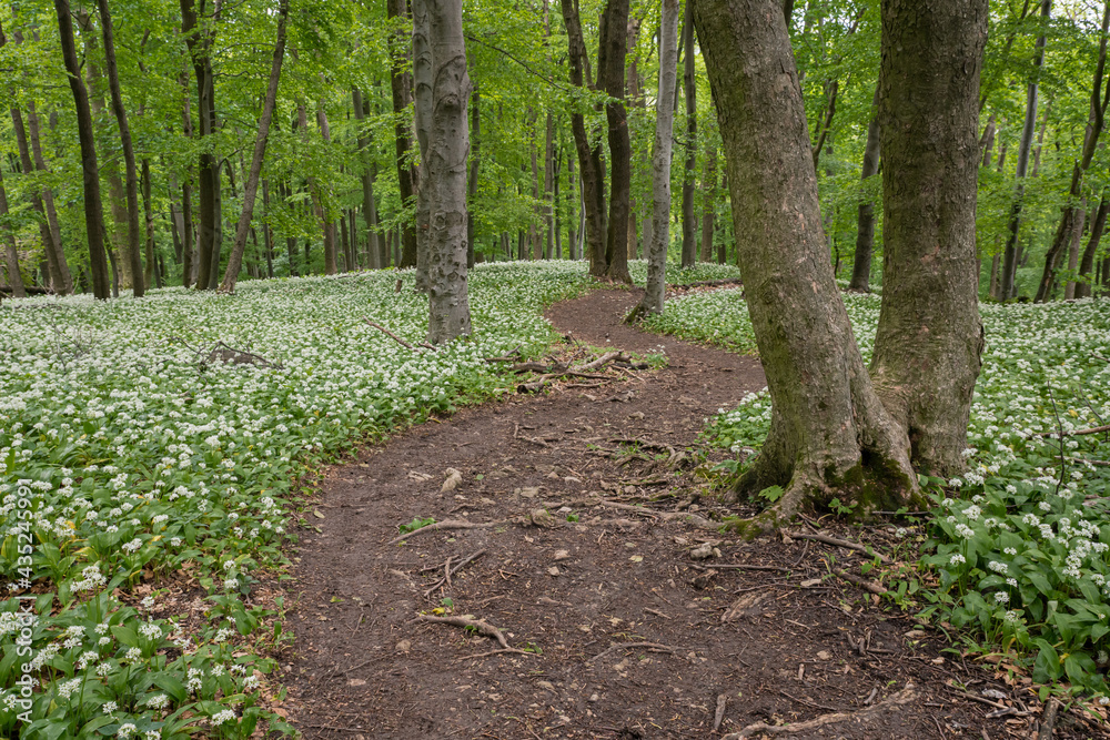 A fairytale path, a hiking trail leads through the spring forest through blooming bear garlic. A fairytale path, a hiking trail leads through the spring forest through blooming bear garlic.
