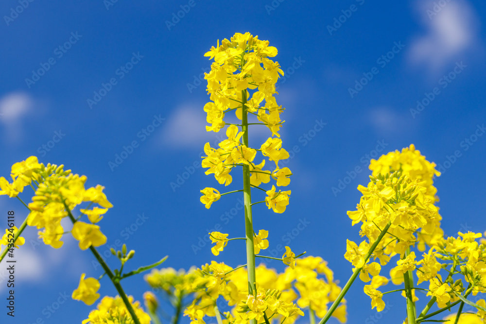 Oilseed rape, a yellow-blooming arable plant used for the production of oil Oilseed rape, a yellow-blooming arable plant used for the production of oil
