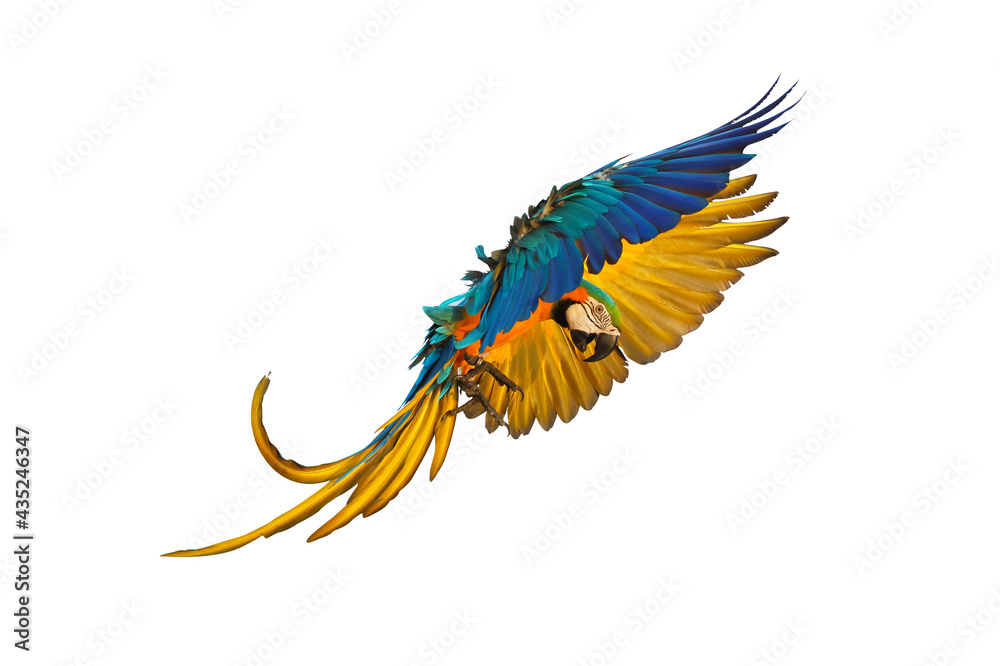 Obraz premium Colorful macaw parrot flying isolated on white