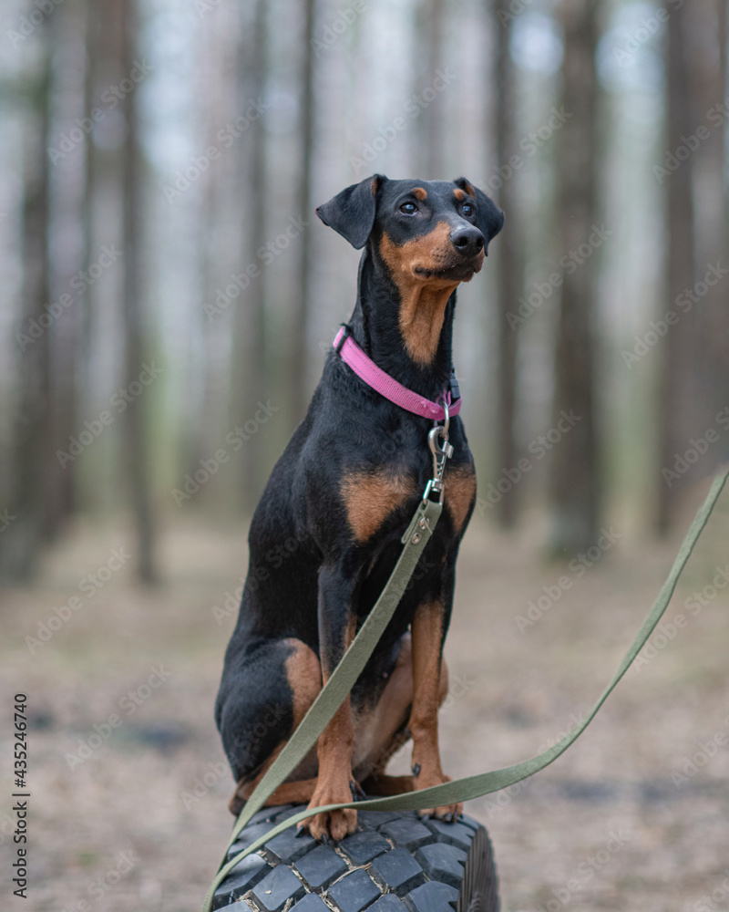 Handsome thoroughbred German Pinscher on a walk, on a leash. Handsome thoroughbred German Pinscher on a walk, on a leash.