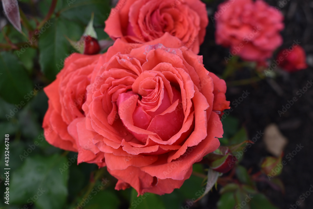 Red blooming roses in the garden, flower Red blooming roses in the garden, flower