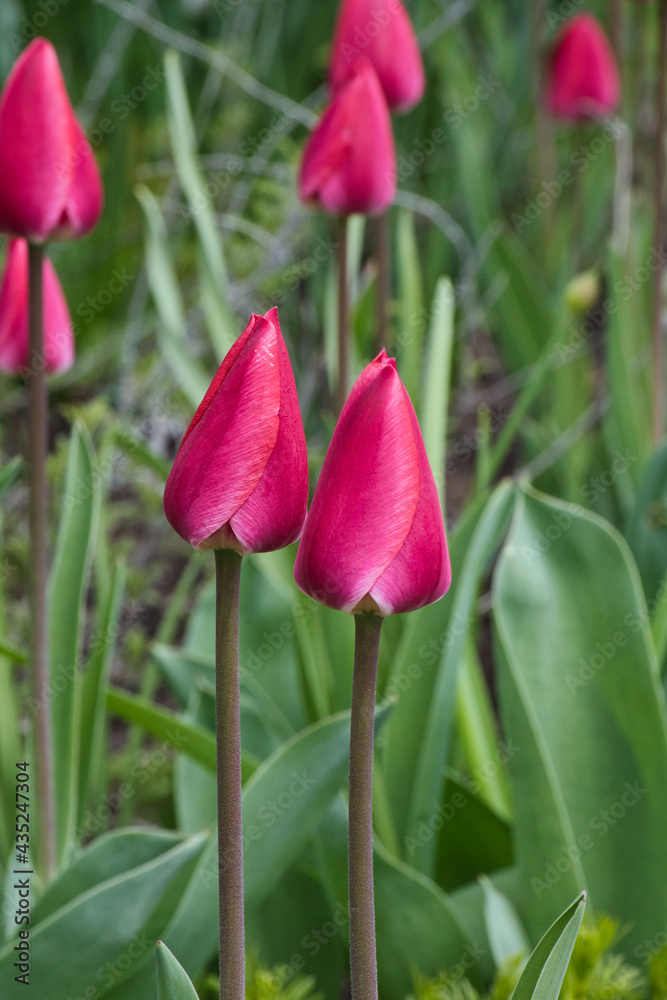 red tulips in the garden red tulips in the garden