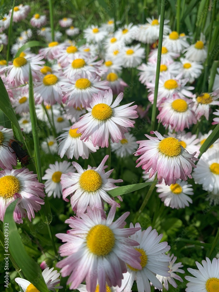 Obraz premium daisies in a garden