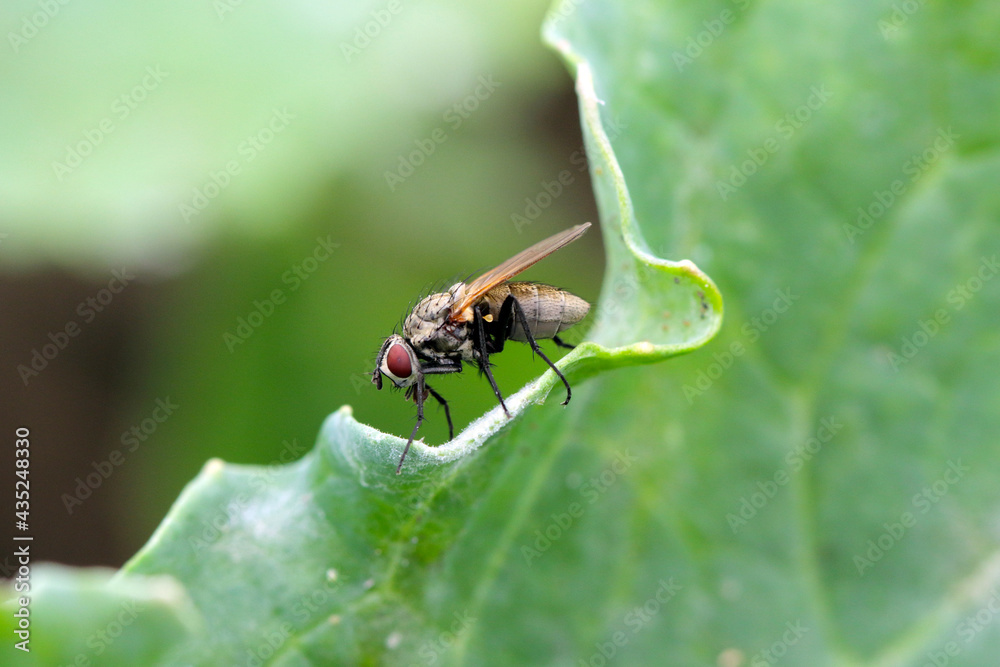 Delia radicum, known variously as the cabbage fly, cabbage root fly, root fly or turnip fly, is a important pest of oilseed rape (canola) plants and others. Delia radicum, known variously as the cabbage fly, cabbage root fly, root fly or turnip fly, is a important pest of oilseed rape (canola) plants and others.