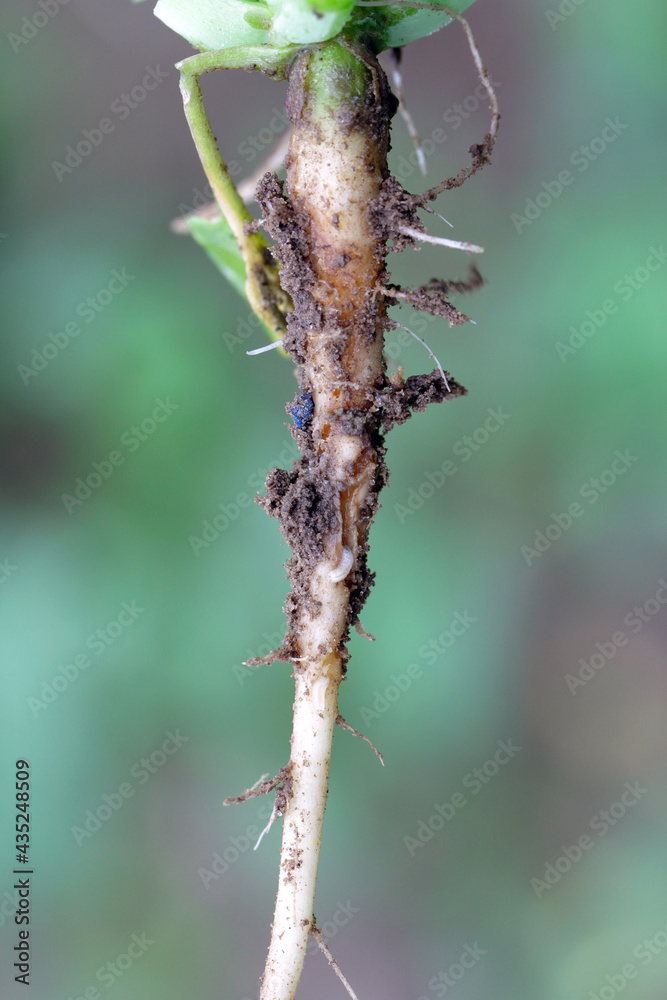 Larva of cabbage fly (also cabbage root fly, root fly or turnip fly) - Delia radicum on damaged root of oilseed rape (canola). It is an important pest of brassica plants such as broccoli, cauliflower 