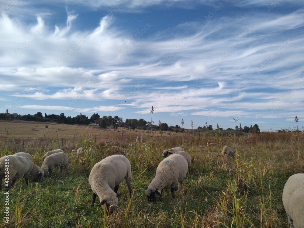 A spectacular scenic view, from a ground angle upwards, of a closeup of sheep grazing on lush green grass and a magical skyline above them with scattered thin streaky twirls of clouds in a blue sky A spectacular scenic view, from a ground angle upwards, of a closeup of sheep grazing on lush green grass and a magical skyline above them with scattered thin streaky twirls of clouds in a blue sky