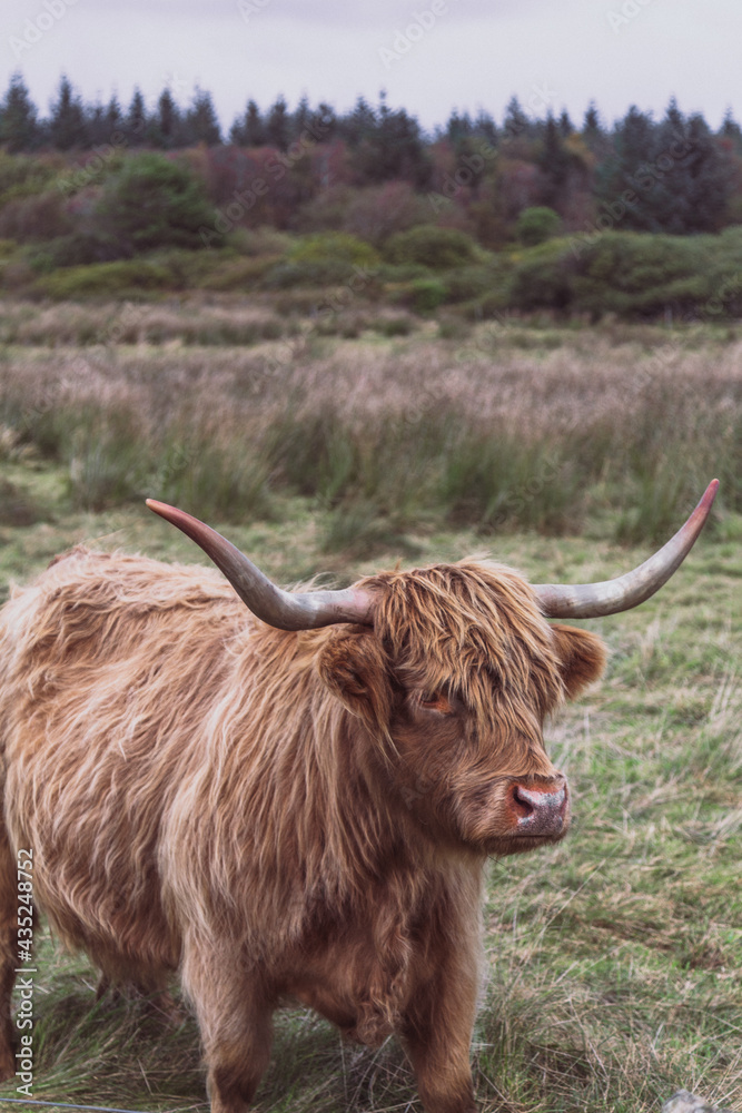 scottish highland cow in a pasture scottish highland cow in a pasture