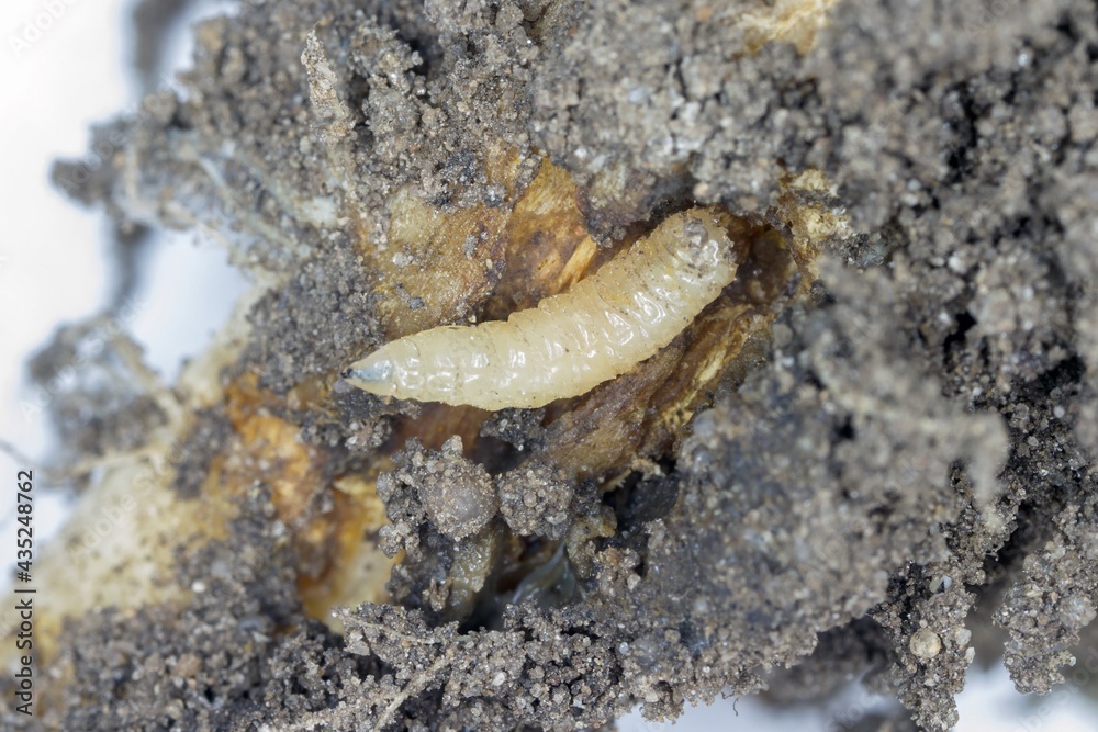 Larva of cabbage fly (also cabbage root fly, root fly or turnip fly) - Delia radicum on damaged root of oilseed rape (canola). It is an important pest of brassica plants such as broccoli, cauliflower Larva of cabbage fly (also cabbage root fly, root fly or turnip fly) - Delia radicum on damaged root of oilseed rape (canola). It is an important pest of brassica plants such as broccoli, cauliflower