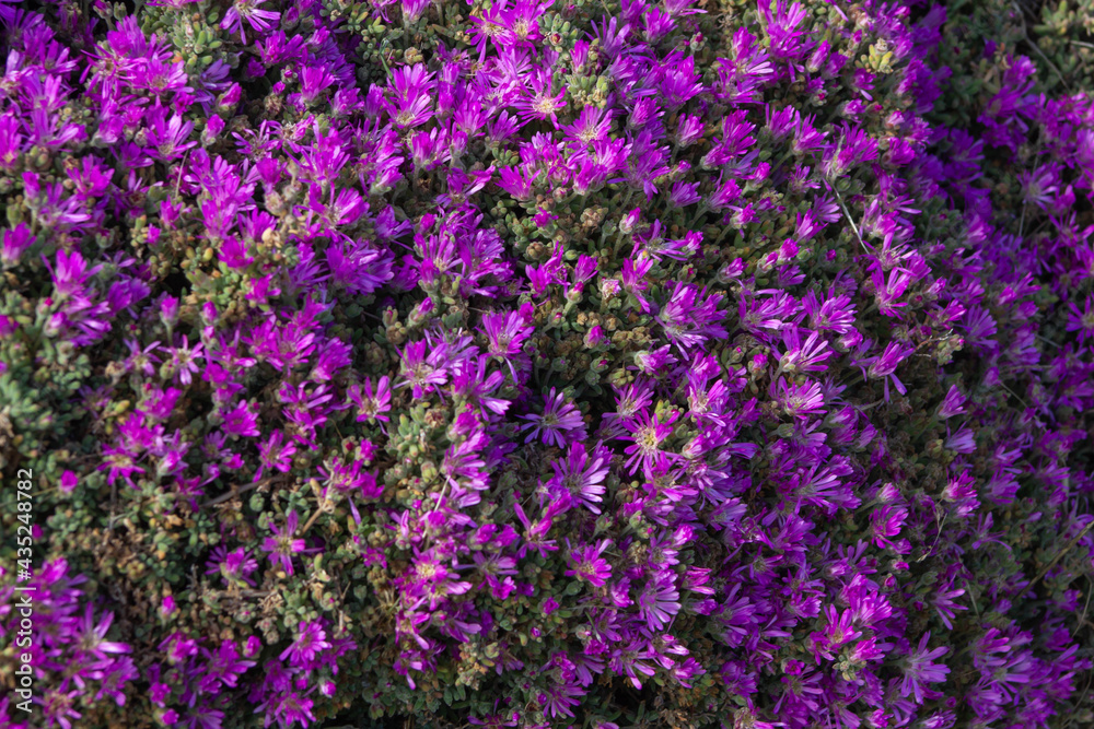 Nature background of Delosperma cooperi or hardy iceplant, pink carpet.With the production of a great quantity of vermillion, magenta or pink flowers that often covers the entire site Nature background of Delosperma cooperi or hardy iceplant, pink carpet.With the production of a great quantity of vermillion, magenta or pink flowers that often covers the entire site