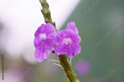 Selective focus shot of purple achimenes flower blooming in a garden photo