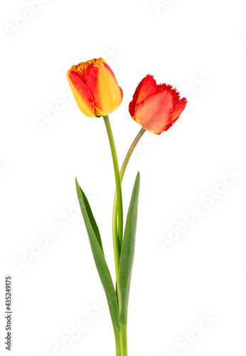 Tulip flowers with leaves, isolated on white background. Beautiful spring flowers.