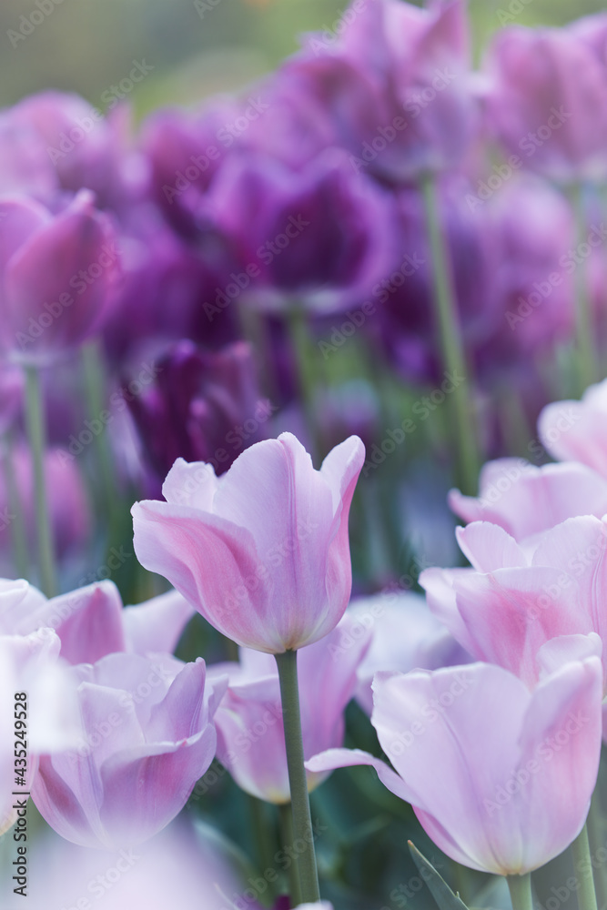 Pink Tulips. Close up. Selective and soft focus. 