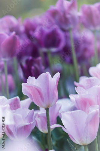Pink Tulips. Close up. Selective and soft focus. 