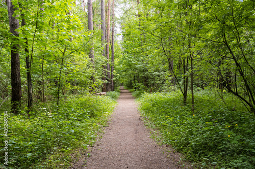 path in the green forest © Александр Вехорев