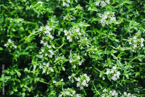Green Flowering Thyme Leaves Background. Closeup Texture Detail. Fresh Herbs Produce