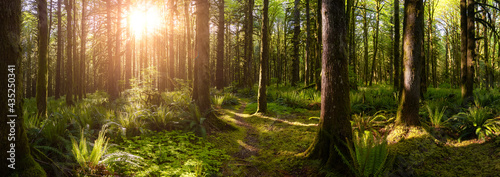 Canadian Rain Forest. Beautiful View of Fresh Green Trees in the Woods with Moss. Taken in Golden Ears Provincial Park, near Vancouver, British Columbia, Canada. Panorama Nature Background © edb3_16