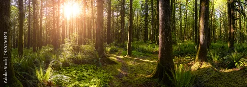 Obraz  z motywem Canadian Rain Forest. Beautiful View of Fresh Green Trees in the Woods with Moss. Taken in Golden Ears Provincial Park, near Vancouver, British Columbia, Canada. Panorama Nature Background
