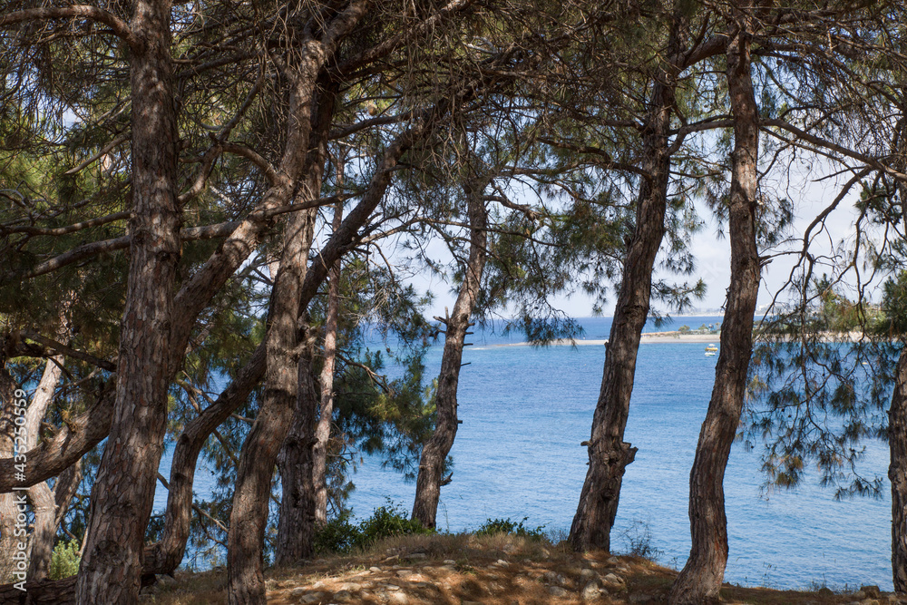 coniferous tree by the sea