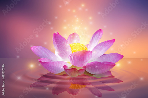 lotus Pink light purple floating light sparkle purple background