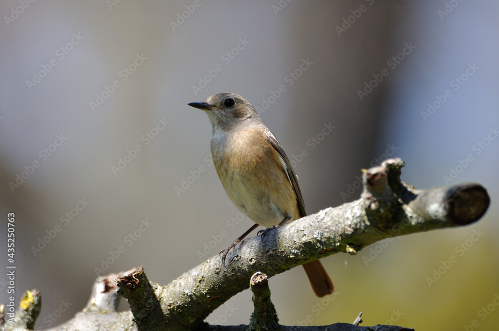 Obraz premium neugieriger Hausrotschwanz - curious black redstart