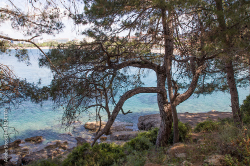 coniferous tree by the sea © Андрій Лучишин