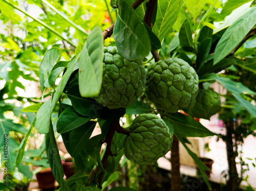 close view of fresh custard apples growing in plants