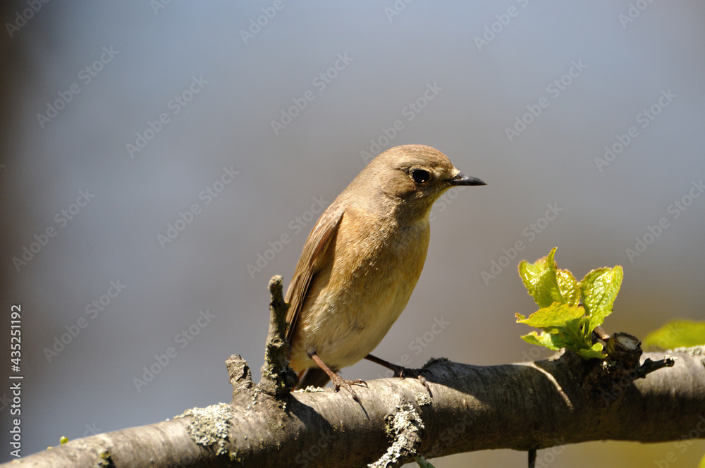 Obraz premium neugieriger Hausrotschwanz - curious black redstart