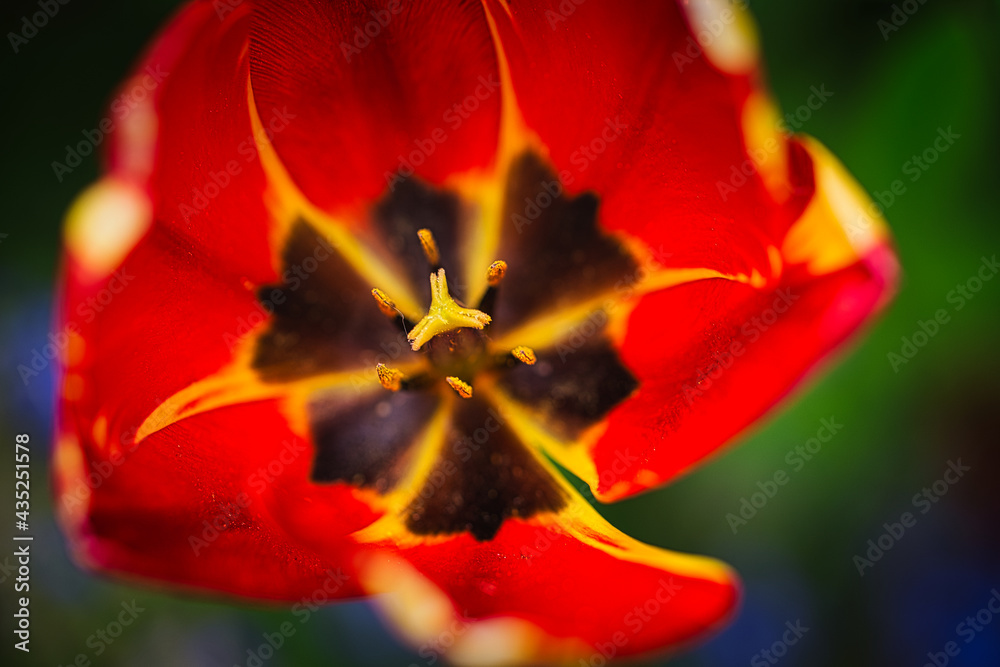 Blüten-Stängel einer Tulpe