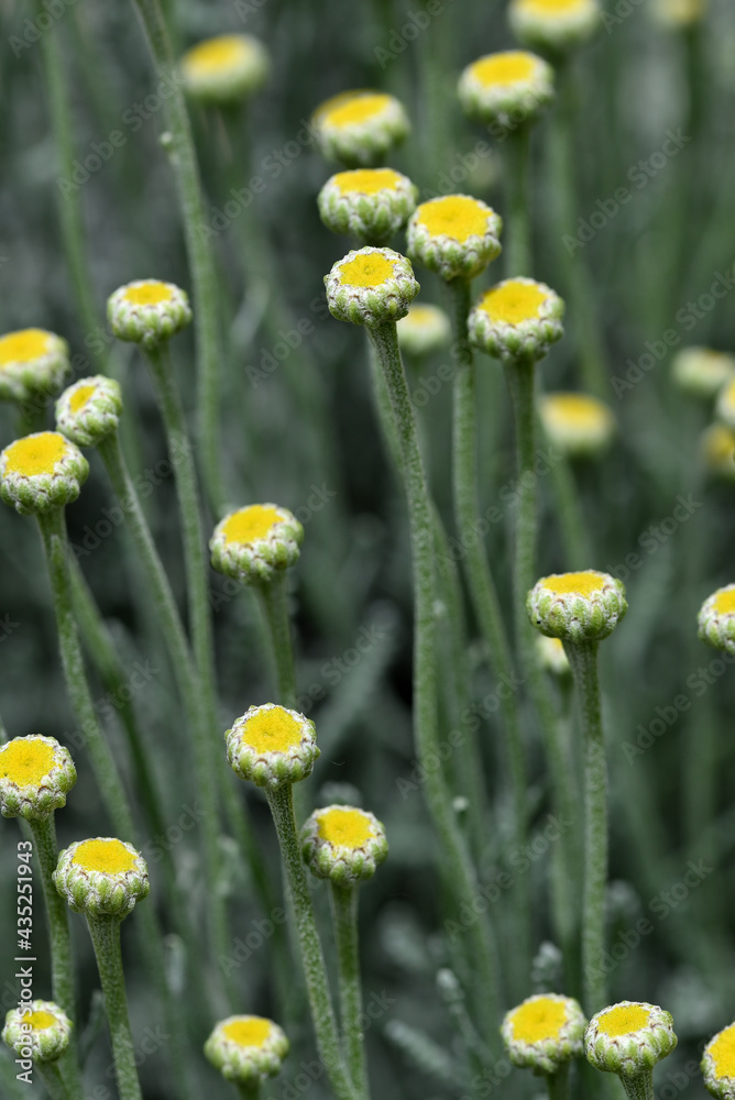 Obraz premium santoline