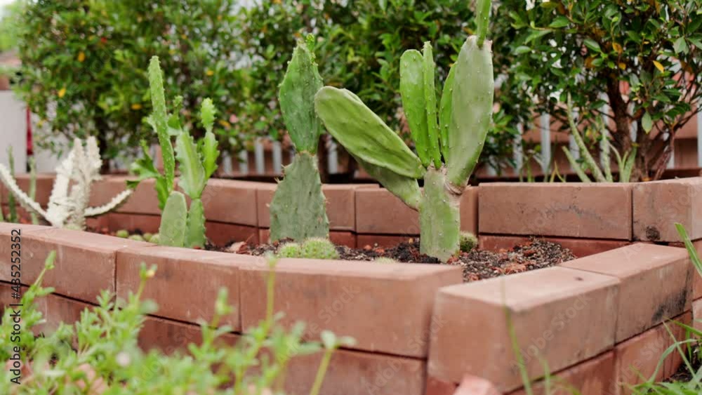 Beautiful cactus plant on soil in home garden. Business for sale of cactus.