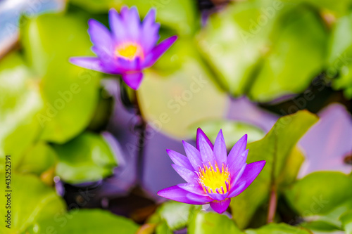 lotus in the pond