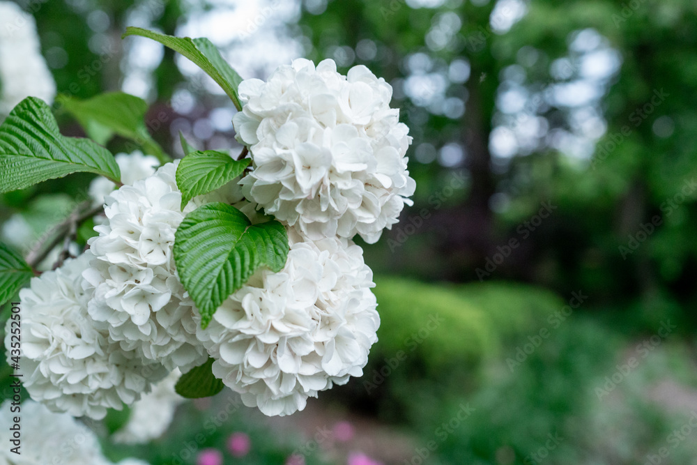 Large perennial bush Anabelle hydrangea arborescens with group of fragrant white flower cluster shaped like snowballs and healthy green leaves on a bush or shrub that grows wide and tall Large perennial bush Anabelle hydrangea arborescens with group of fragrant white flower cluster shaped like snowballs and healthy green leaves on a bush or shrub that grows wide and tall