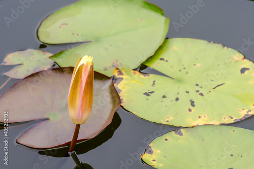 water lotus in the pond