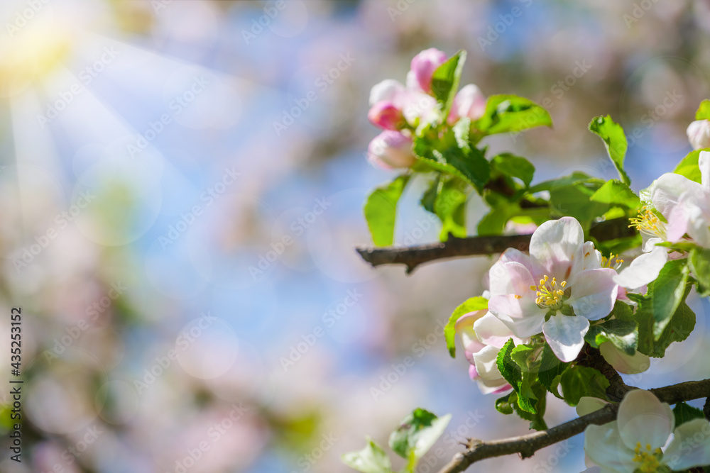 beautiful petals of a blooming apple tree on the background of spring nature