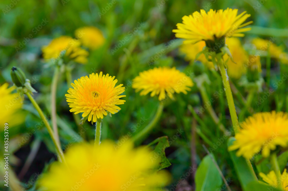dandelion in the form of a flower means that warm spring has come dandelion in the form of a flower means that warm spring has come