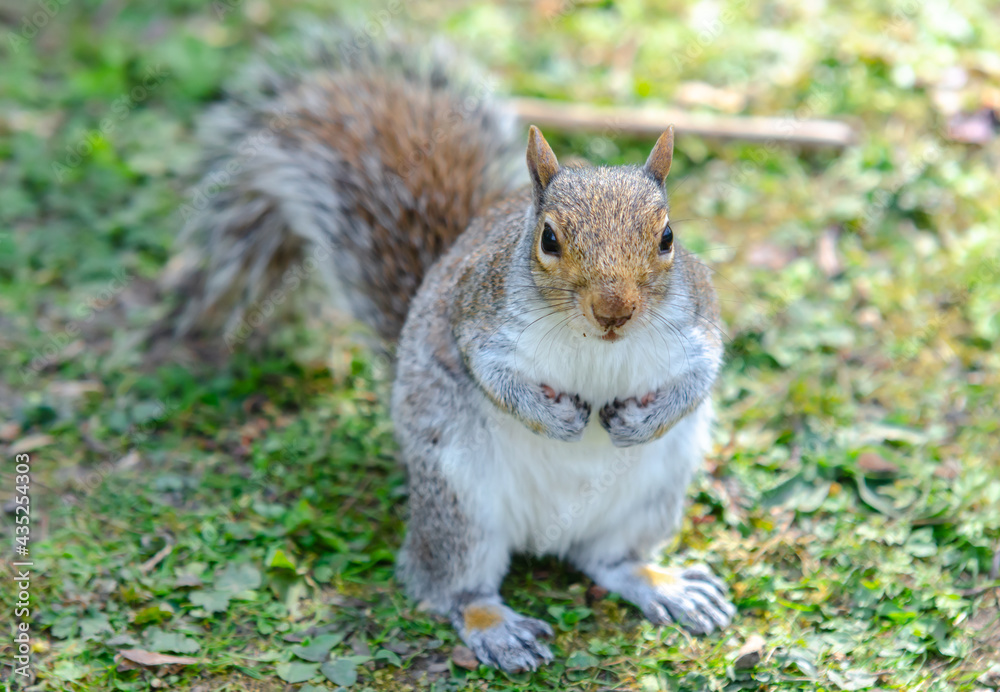 Fototapeta premium Cute grey and white squirrel waiting to be feed in Stockwood Park, England.