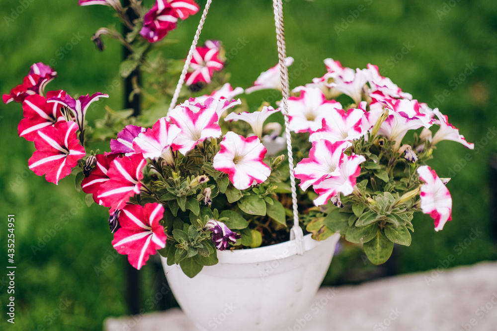 Baskets of hanging petunia flowers on balcony. Petunia flower in ornamental plant. Baskets of hanging petunia flowers on balcony. Petunia flower in ornamental plant.