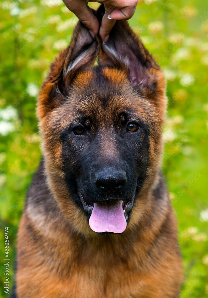 portrait of german shepherd puppy with ears outdoors portrait of german shepherd puppy with ears outdoors