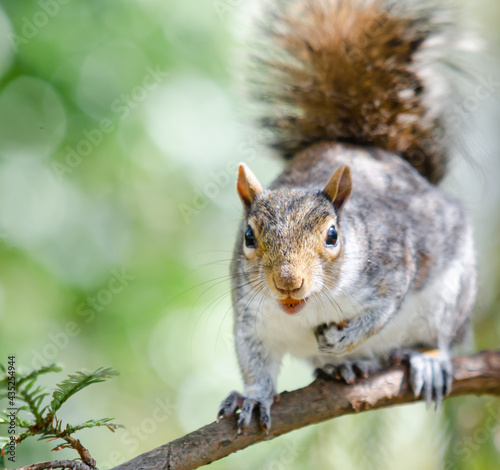 Little grey fluffy squirrel poser in the tree waiting for food. © Valentina Sandu