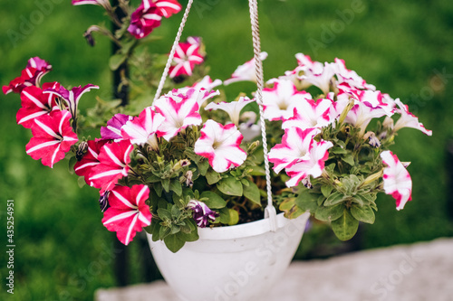 Fototapeta Naklejka Na Ścianę i Meble -  Baskets of hanging petunia flowers on balcony. Petunia flower in ornamental plant.