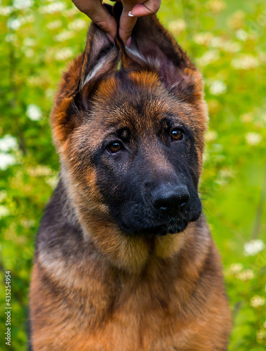 portrait of german shepherd puppy with ears outdoors