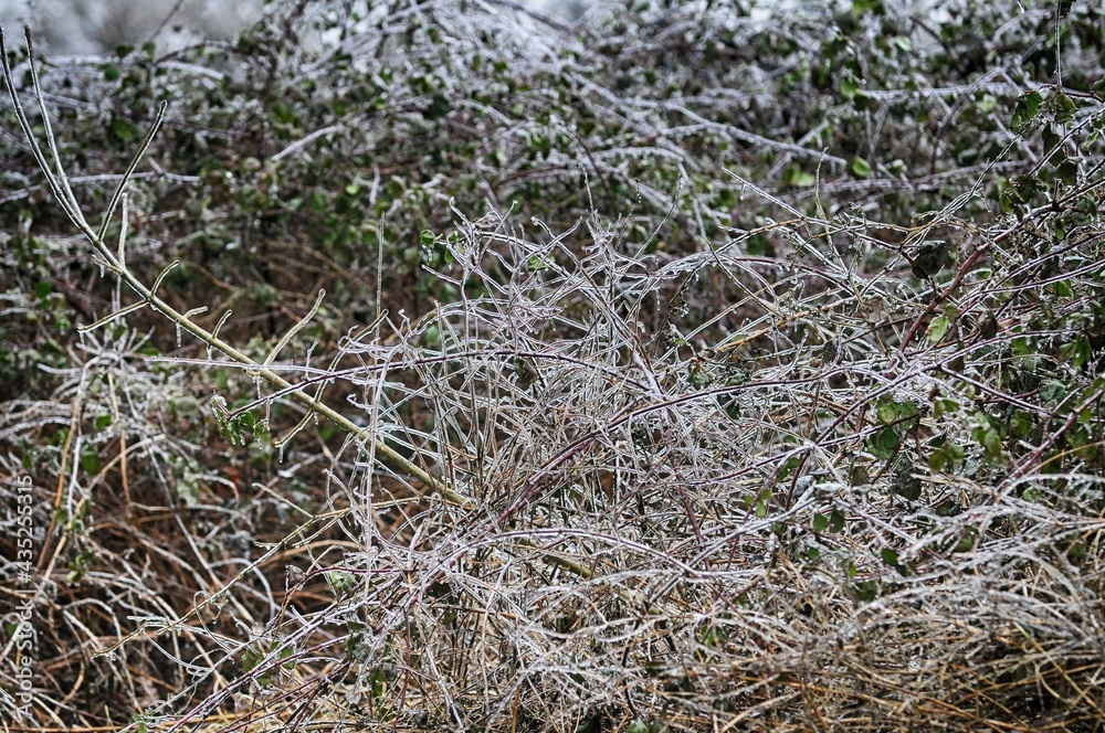 Le givre sur les branches à Barré Briec en Bretagne Finistère Cornouailles France Le givre sur les branches à Barré Briec en Bretagne Finistère Cornouailles France