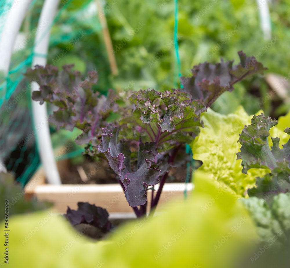 Red russian kale plant in veggie planter filled with lettuce and kale
