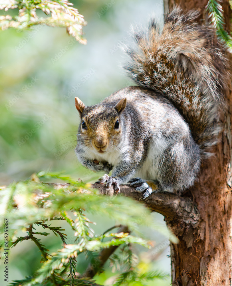 Little grey fluffy squirrel poser in the tree waiting for food. Little grey fluffy squirrel poser in the tree waiting for food.