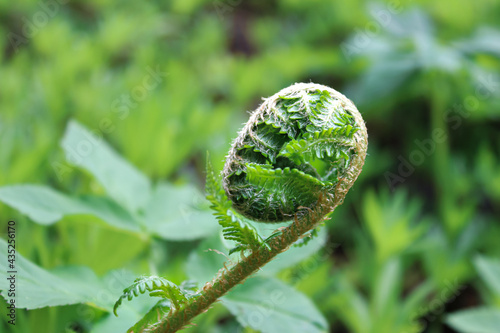 A developing small fern