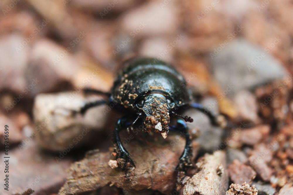 Little black beetle on the road Little black beetle on the road