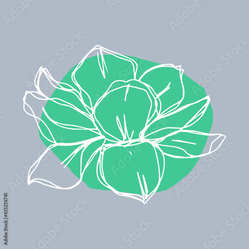 botanical floristic contour flower peonies open buds . Vector isolated minimalistic flower white grey green