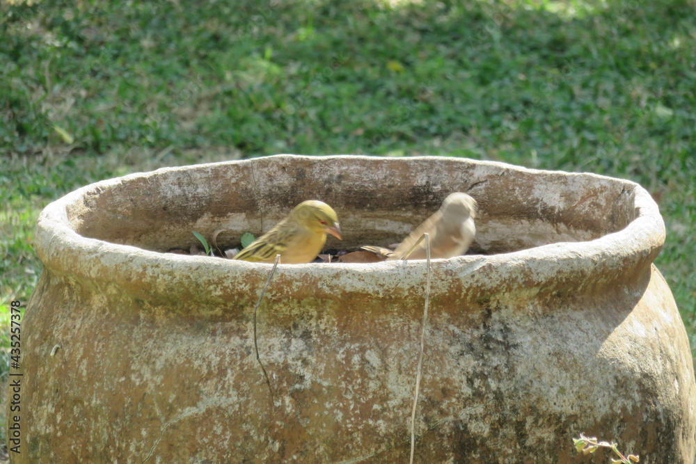 A closeup photograph of a variety of small green, yellow, brown, black and grey birds sitting in and on the edge of a large cement pot in the garden on a sunny day in South Africa