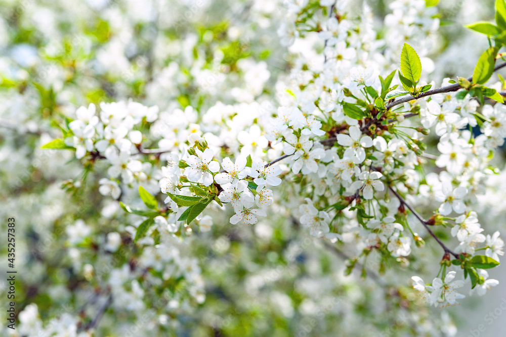 Flowering apple tree. Close-up blooming apple tree background, selective soft focus. Space for text. Template for postcards. Flowering apple tree. Close-up blooming apple tree background, selective soft focus. Space for text. Template for postcards.